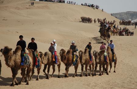 游客骑着骆驼在内蒙古库布其沙漠游览 