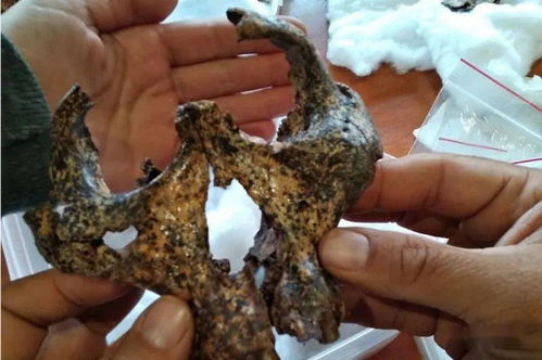 南非发现200万年前头骨化石 提供人类进化新信息