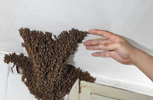 泉州民房内蜜蜂筑巢 养蜂人万蜂之中徒手擒蜂王 