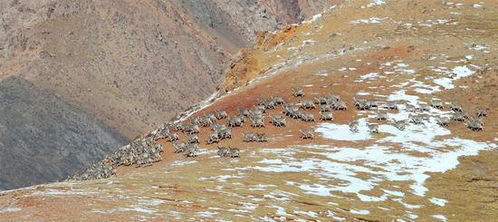 张掖祁连山境内现雪豹 与摄影师相距不足10米
