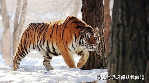 不打扰的邂逅 野生东北虎