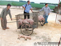 大型养猪场进口种猪被盗 一盗贼半夜 还 回7头猪 