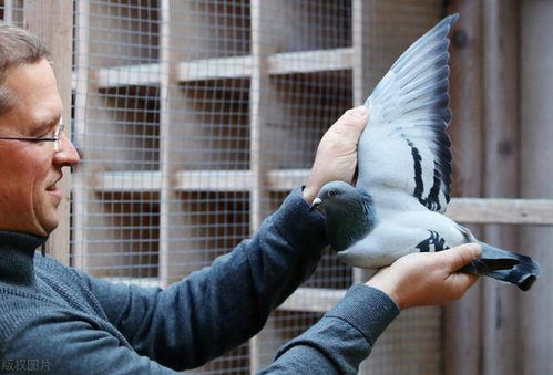 真 鸽后 比利时雌性赛鸽被拍出1030万元,创世界纪录