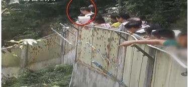 游客为何捡石砸大熊猫 