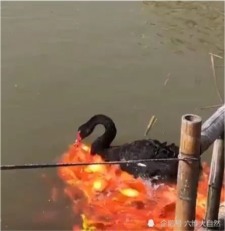 一只黑天鹅衔食喂一群锦鲤,实际是黑天鹅为避免噎住,需要水软化饲料
