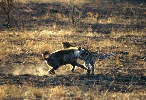 鬣狗真是胆肥,在母豹眼皮子底下捕食幼崽,结果让其尝了苦头