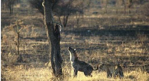 鬣狗vs藏獒谁更胜一筹 真心不是一个段位的