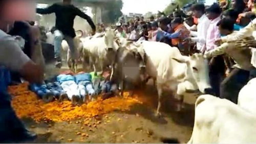 不忍直视 印度教徒趴地上 让200多头牛踩过净化身心