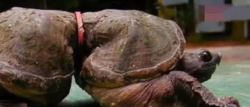 家养乌龟突然消失,五年后装修房子发现了它,爷爷看了心疼至极