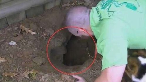家里的狗在家里发现一个洞穴,当挖开后是此物,邻居情绪失控