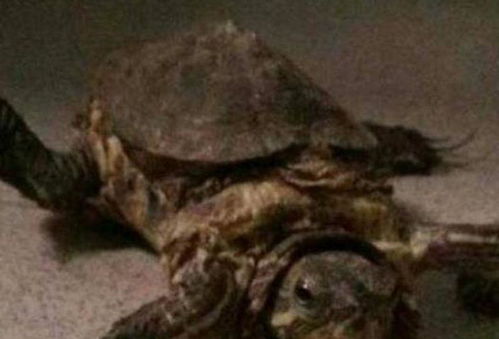 家里养了10年的乌龟,没想到长成这个样子,看着真有点恐怖