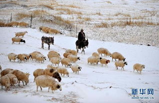 我国多地现降温雨雪天气 内蒙古牧民雪中放牧 