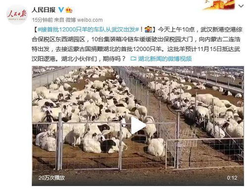 接首批1.2万只羊车队从武汉出发 预计11月15日抵达武汉