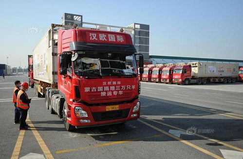 10台冷链车从武汉出发去内蒙古接羊 首批将运回12000只