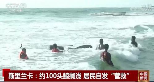 近百头鲸搁浅新西兰海滩后死亡 鲸鱼为什么会搁浅海滩