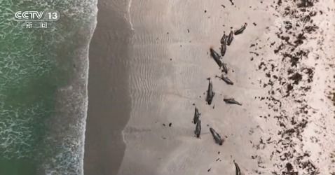 新西兰近百头鲸集体搁浅海滩死亡 痛心