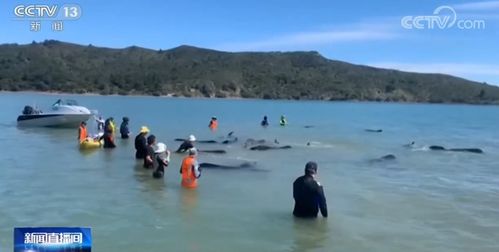 近百头鲸搁浅新西兰海滩后死亡 鲸鱼为什么会搁浅海滩