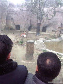 游客跳入成都动物园虎穴挑衅白虎 图 