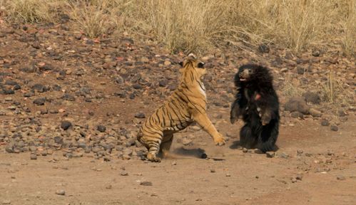 2只孟加拉虎正在交配,1只懒熊出现,相斗两分十秒,结果如何