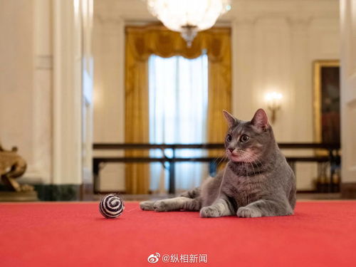 白宫终于猫狗双全