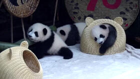 旅加大熊猫将返回中国,外国网友 难过,会想念它们