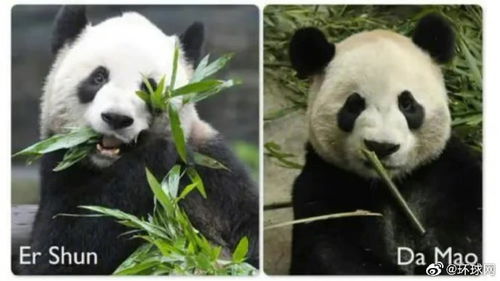 旅加大熊猫将返回中国 
