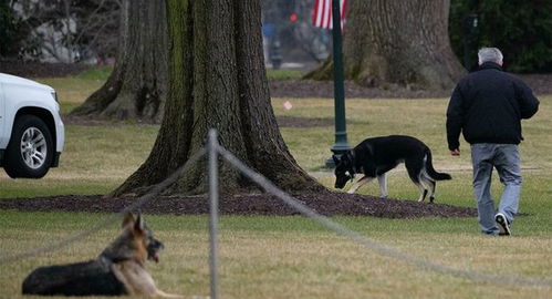 拜登的狗被逐出白宫