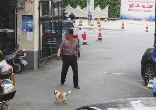 上海不牵绳遛狗将被抓拍处罚 民警处罚有了证据支撑 