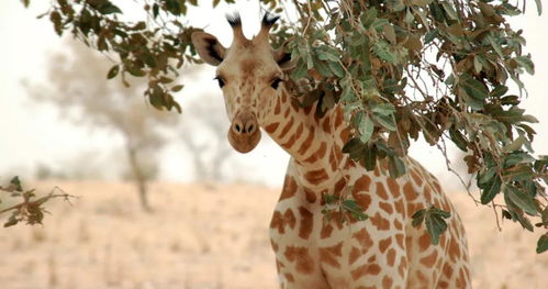 全世界仅剩最后一只 肯尼亚珍稀白色长颈鹿惨遭猎杀,留下 孤独的幸存者