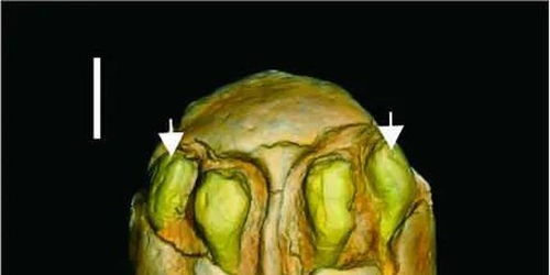 1500万年前的枣被发现 网友 好吃吗