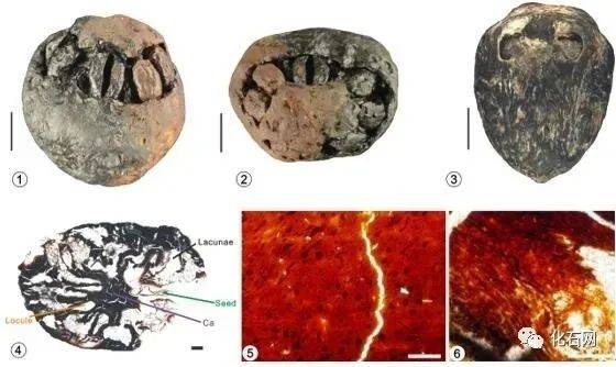 1500万年前的枣在漳浦被发现