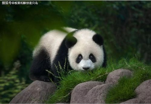 如果说熊猫的黑眼圈是为了保护眼睛,为什么北极熊没进化出黑眼圈