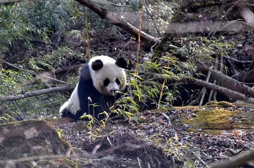 每一眼都惊艳 四川青川唐家河红叶进入最佳观赏季