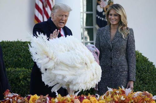 赦免感恩节火鸡的特朗普被问 是否会赦免自己 ,笑而不语转身就走
