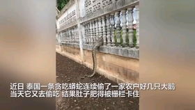 贪吃蟒蛇一口吞掉大鹅后准备逃跑 不料肚子太肥被卡栏杆中不能动