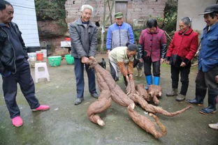 新鲜丨广西村民挖出一株400斤野生 葛王 ,6个壮汉都难抬 