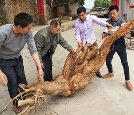 新鲜丨广西村民挖出一株400斤野生 葛王 ,6个壮汉都难抬 