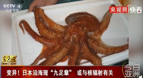 日本沿海现九足章鱼或与核辐射相关