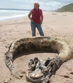 海底有哪些神秘生物 