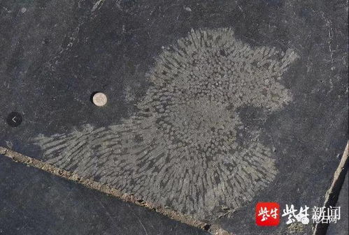 淮安市政大厅地砖出现神秘花纹,引发网民围观 专家 是化石