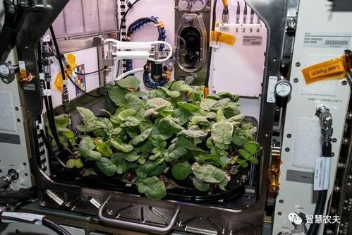 美国宣布 在太空种植的萝卜成熟了,只用了27天