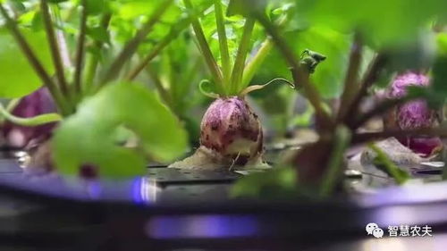 美国宣布 在太空种植的萝卜成熟了,只用了27天
