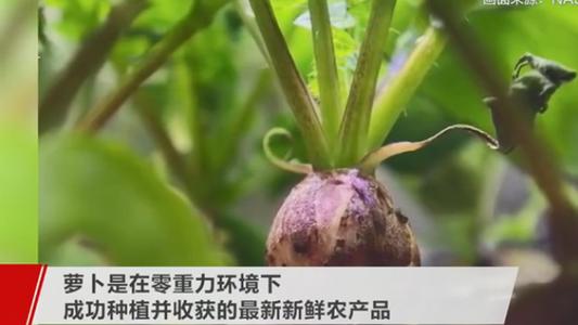 NASA收获史上首批太空萝卜 此前还种植绿菜和小麦