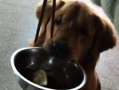 爱吃饺子的金毛,只要主人吃饺子,立马叼着饭盆看着你,超可爱 狗狗 