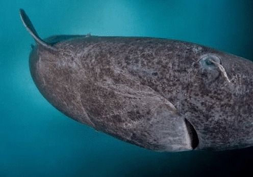 北冰洋发现400岁的格陵兰鲨鱼