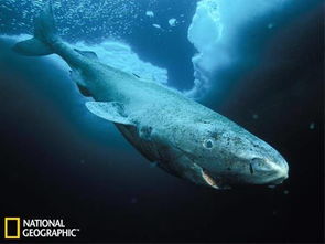 Science 最长寿命脊椎动物,格陵兰鲨可活400岁