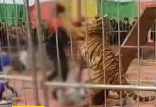 拒绝动物表演 警方回应马戏团老虎失控咬人 现场到底发生了什么 