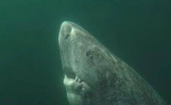 明朝时出生 北冰洋发现400岁的格陵兰鲨鱼 身长5.5米 能游2195米深