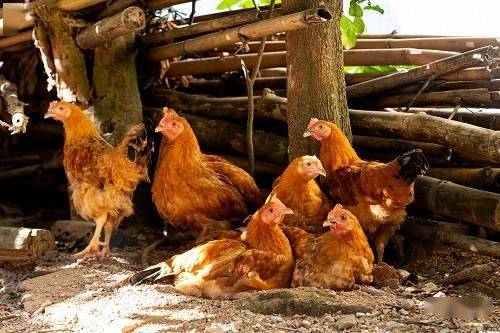 禽流感肆虐 韩国扑杀440多万只家禽 有农场19万只鸭子全被宰杀