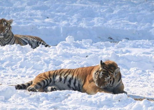 东北虎也扛不住哈尔滨的冷 航拍镜头下的一幕很暖心